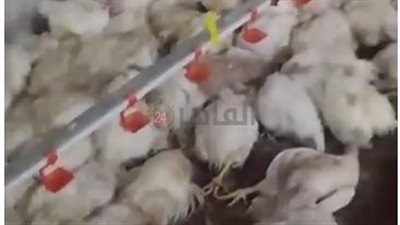 نفوق عدد كبير من الدواجن في المحافظات بسبب الأمراض ونقص اللقاحات| فيديو