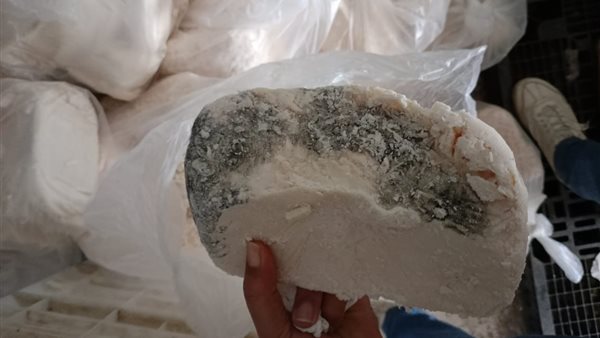 جبنة منتهية الصلاحية