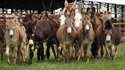 جلود الحمير تستخدم في صناعة دواء إيجياو المعزز للشباب| دراسة 