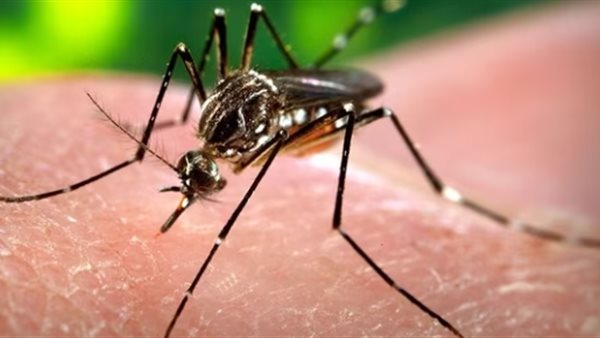 فيروس الشيكونغونيا