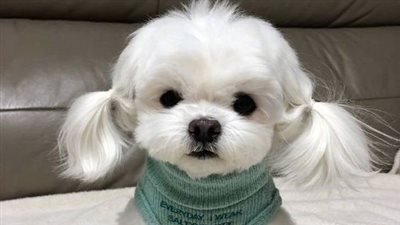 تيدي وبيلا أسماء كلاب ذكور 2024 وتشكيلة أخرى للإناث.. أكثر من 100 اسمًا