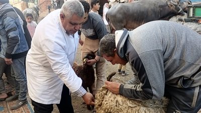 علاج 2608 حيوان وطائر خلال قافلة بيطرية مجانية بالغربية