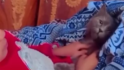 أمانة لا تأكلينا واحنا ميتين.. طفلة فلسطينية تتحدث إلى قطتها 