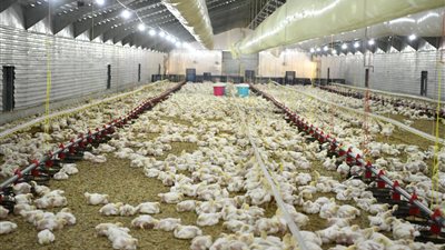 تزامنا مع حلول شهر رمضان.. طرح 25 ألف فرخة بأسعار تنافسية في قنا 