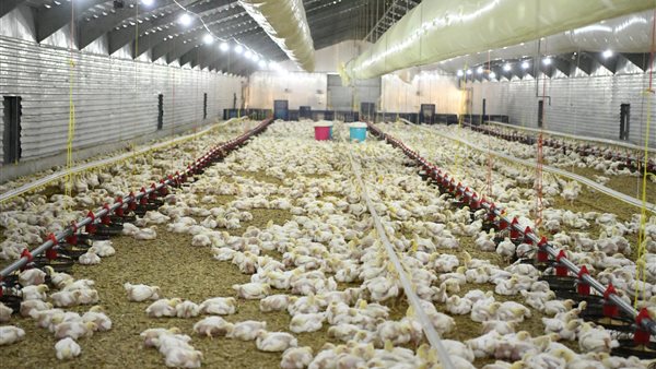 طرح دواجن بأسعار