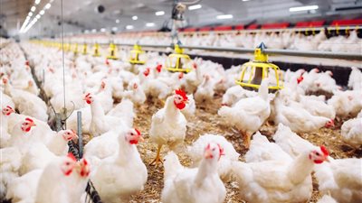 أسعار الفراخ البيضاء في بورصة الدواجن اليوم الأربعاء