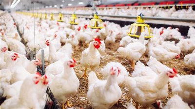 قفزة كبيرة في أسعار الفراخ اليوم.. هل المقاطعة السبب؟