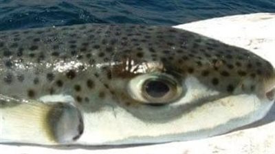 مصرع رجل وزوجته وتسمم نجلهما نتيجة تناولهم وجبة سمك فاسدة بالعريش