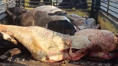 ضبط 156 مخالفة متنوعة خلال حملات على المخابز البلدية والأسواق بالمنيا