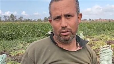 بدء موسم حصاد الجزر بكفر الشيخ.. وأحد المزارعين: بنزرع الياباني لأنه أشهر نوع| بث مباشر