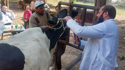 لمدة 3 أيام.. قافلة بيطرية مجانية بقريتي هو وبهجورة في قنا 