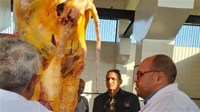 وزنها 400 كيلو.. إعدام رأس ماشية مصابة بالسل خلال حملة رقابية بالمنيا