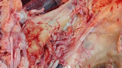 محافظ أسيوط يوجه بتكثيف الرقابة لضبط الأسواق قبل شهر رمضان