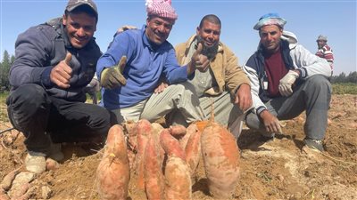 نجاح زراعة الذهب الأحمر بطور سيناء.. وإنتاج الفدان 15 طنًا ويصدر إلى أوروبا| صور 