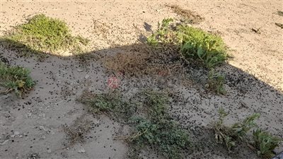 ننشر الصور الأولى لـ«يرقات الجراد» بحلايب جنوب البحر الأحمر