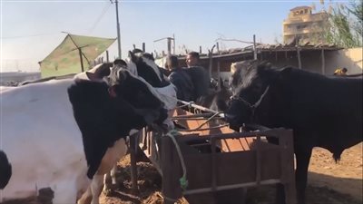 اللحم الجاموسي القائم بـ 150 جنيهًا.. انخفاض أسعار المواشي قبل شهر رمضان | بث مباشر