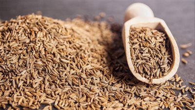 مربح ومش بيكلف الفلاح.. كيفية زراعة الكمون الأغلى سعرًا في 5 أشهر 