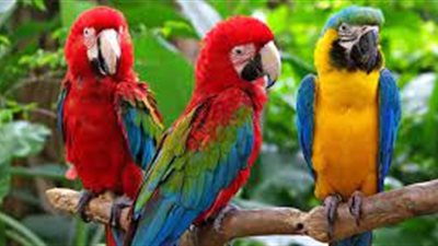 وفاة 5 أشخاص بعدوى الببغاء في أوروبا