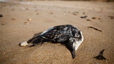 بسبب العواصف.. العثور على مئات من طيور الغلموت البحرية نافقة على شواطئ فرنسا