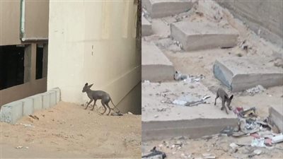 ديب وكلاب مسعورة.. سكان مدينة هليوبوليس الجديدة يستغيثون من حيوانات مفترسة: مش عارفين نخرج | خاص 