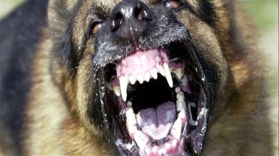 بينها حالة نزيف لا يتوقف.. ذعر لظهور كلب مسعور عقر 5 أشخاص بالأقصر 