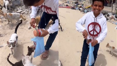 جيت خانيونس مخصوص عشانهم.. صغير غزة يطعم القطط وسط أنقاض القصف