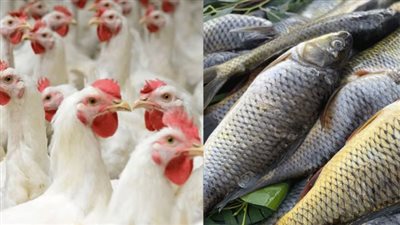 البانيه بـ 230 جنيها والبوري بـ 220.. أسعار الدواجن والأسماك في الأسواق اليوم | بث مباشر