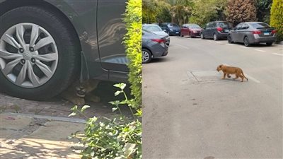 بعد تجول شبل في شوارع القاهرة الجديدة.. مستخدمو السوشيال ميديا: بنخاف من الكلاب يطلعلنا أسد