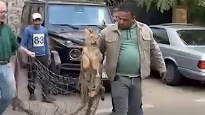 العثور على أسد صغير يتجول في شوارع القاهرة الجديدة.. والأجهزة المختصة تنجح باصطياده| بث مباشر 