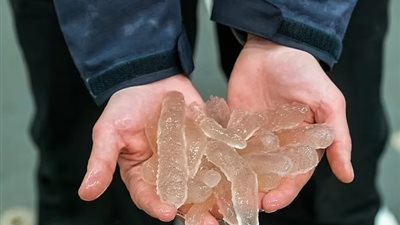 غير صالحة للطعام.. اكتشاف العلماء لمخلوقات بحرية غريبة على الشواطئ بسبب تغير المناخ