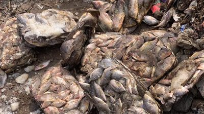 إعدام 245 كيلو سمك بلطي غير صالحة للاستهلاك الآدمي بإيتاي البارود| صور