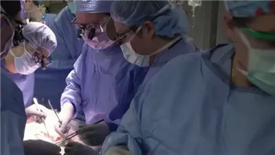 جراحون أمريكيون ينجحون في إجراء أول عملية زرع كلى من خنزير إلى إنسان