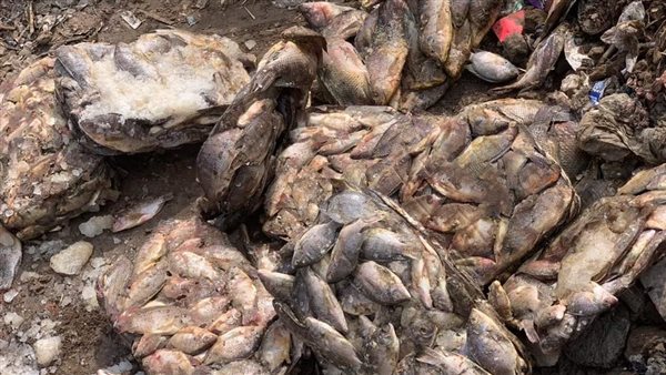 إعدام أسماك غير صالحة