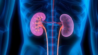 نصائح غذائية للحد من الإصابة بحصوات الكلى