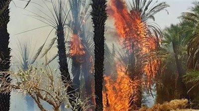 السيطرة على حريق أشجار بقطعة أرض بالجيزة 