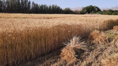 تجهيز 37 شونة وصومعة لاستقبال محصول القمح بالبحيرة