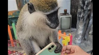 العثور على قرد هارب أثار الجدل في شوارع بورسعيد | بث مباشر