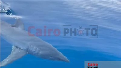 بعد ظهور القرش ماكو.. تعرف على إجراءات وزارة البيئة منذ آخر حادث لهجوم القرش بالغردقة