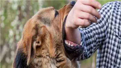 رئيس هيئة الخدمات البيطرية: استراتيجية جديدة لمواجهة خطر كلاب الشوارع والسعار