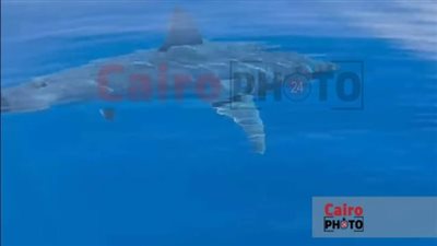 تجنب لمس الأشياء اللامعة أثناء السباحة.. تعليمات هامة من محميات البحر الأحمر بعد ظهور القرش ماكو | بث مباشر