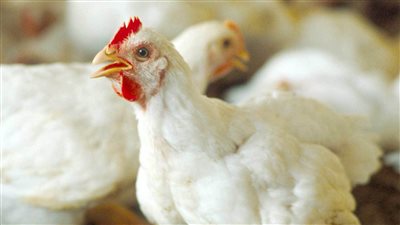 انخفاض أسعار الدواجن قبل عيد الفطر.. وإقبال على شراء الثوم بعد انخفاض سعره | بث مباشر