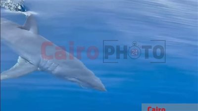 بعد ظهور القرش ماكو.. ننشر تعليمات محميات البحر الأحمر للتعامل مع أسماك القرش| مستند