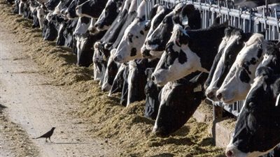 دراسة: سلالة إنفلونزا الطيور في الأبقار تنتشر في الهواء بشكل ضئيل