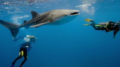 مدير محمية أبو جالوم يوضح حقيقة ظهور قرش الحوت بالثقب الأزرق في دهب