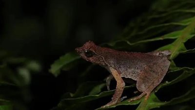 باحثون صينيون يكتشفون ضفدعا جديدا بقرون