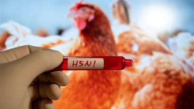 الفلبين توقف استيراد الدواجن من الأرجنتين بسبب تفشي إنفلونزا الطيور