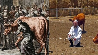 هدم المسجد الأقصى في عيد الفطر.. وما علاقته باستنساخ البقرات الحمراء وهيكل سليمان؟