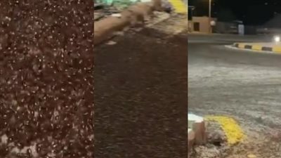 انتشار الخنافس في السعودية يثير القلق.. وخبير يوضح السبب