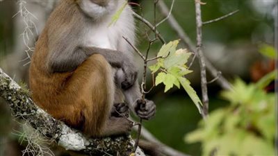 نادر ومميت.. أول إصابة بشرية بالهربس القردي في هونج كونج