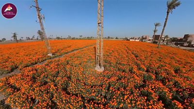 معلومات الوزراء: زهور عباد القمر مصدر هام للعملة الصعبة